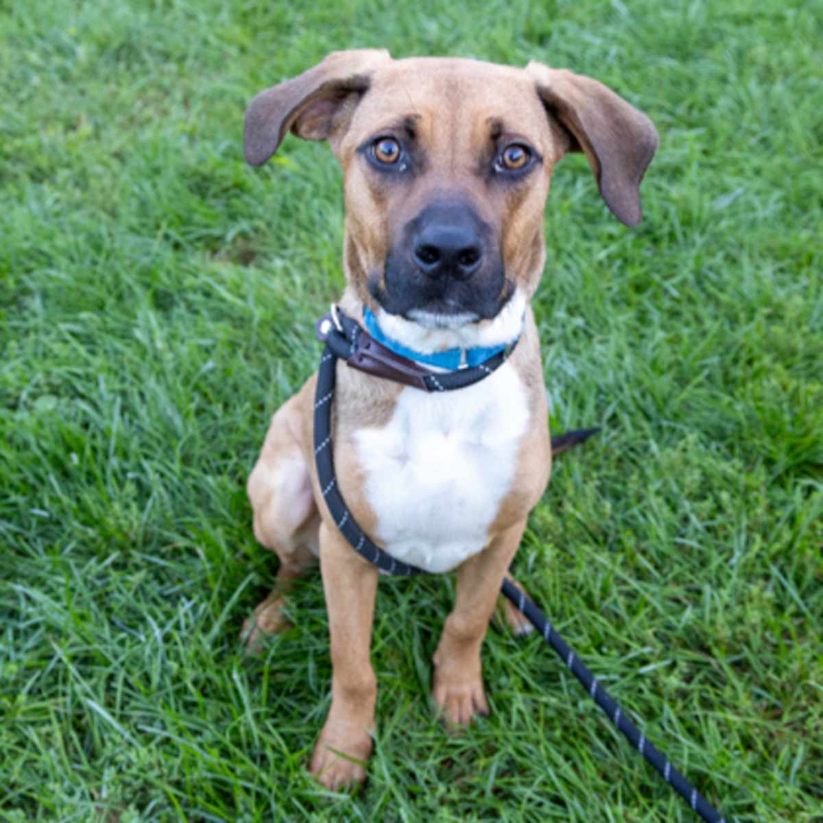 KERRY - Hound (Unknown Type) available for adoption