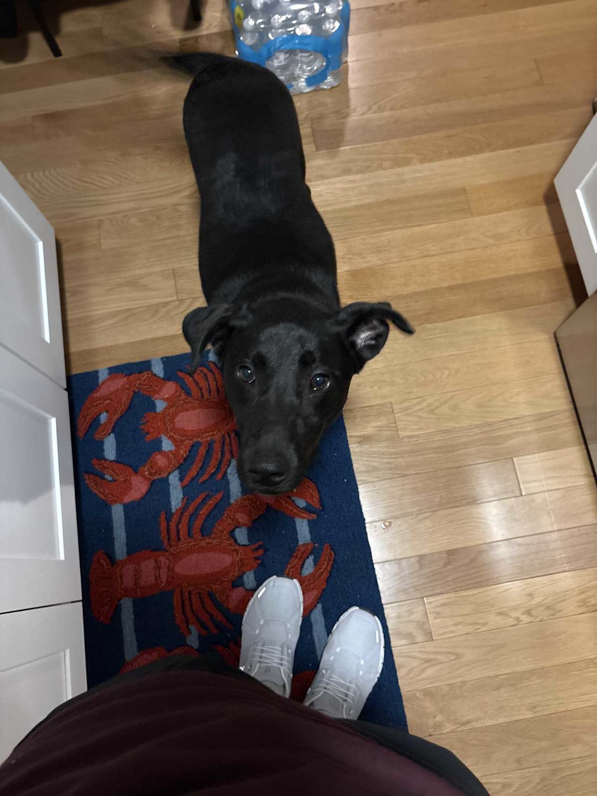 BAILEY ~MEET ME IN CT! - Labrador Retriever / German Shepherd Dog available for adoption