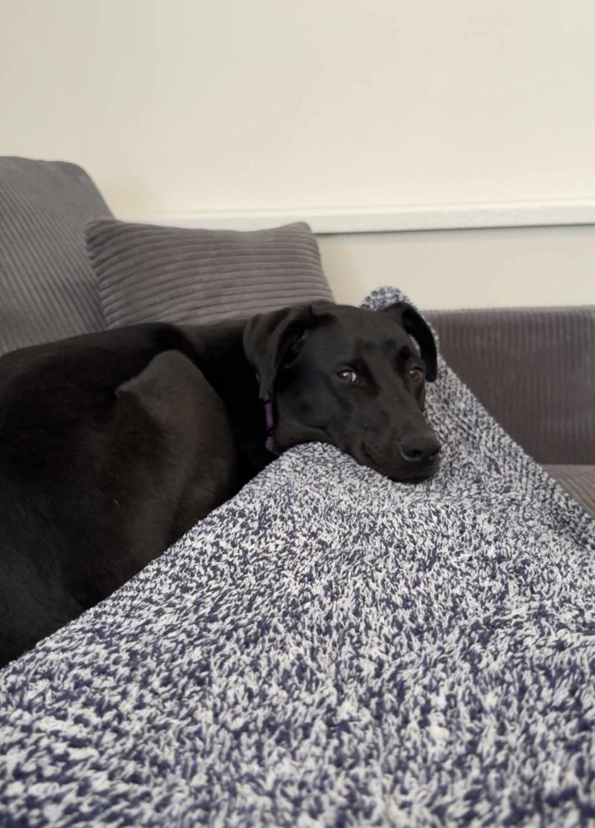 BAILEY ~MEET ME IN CT! - Labrador Retriever / German Shepherd Dog available for adoption
