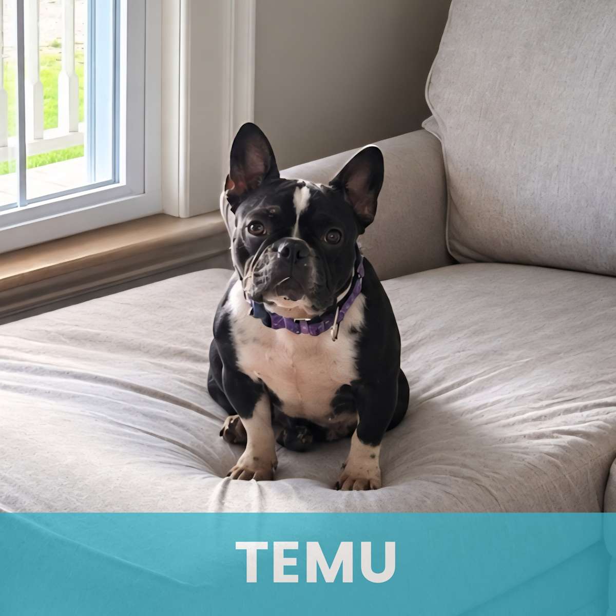 TEMU - Mixed Breed (Small) available for adoption