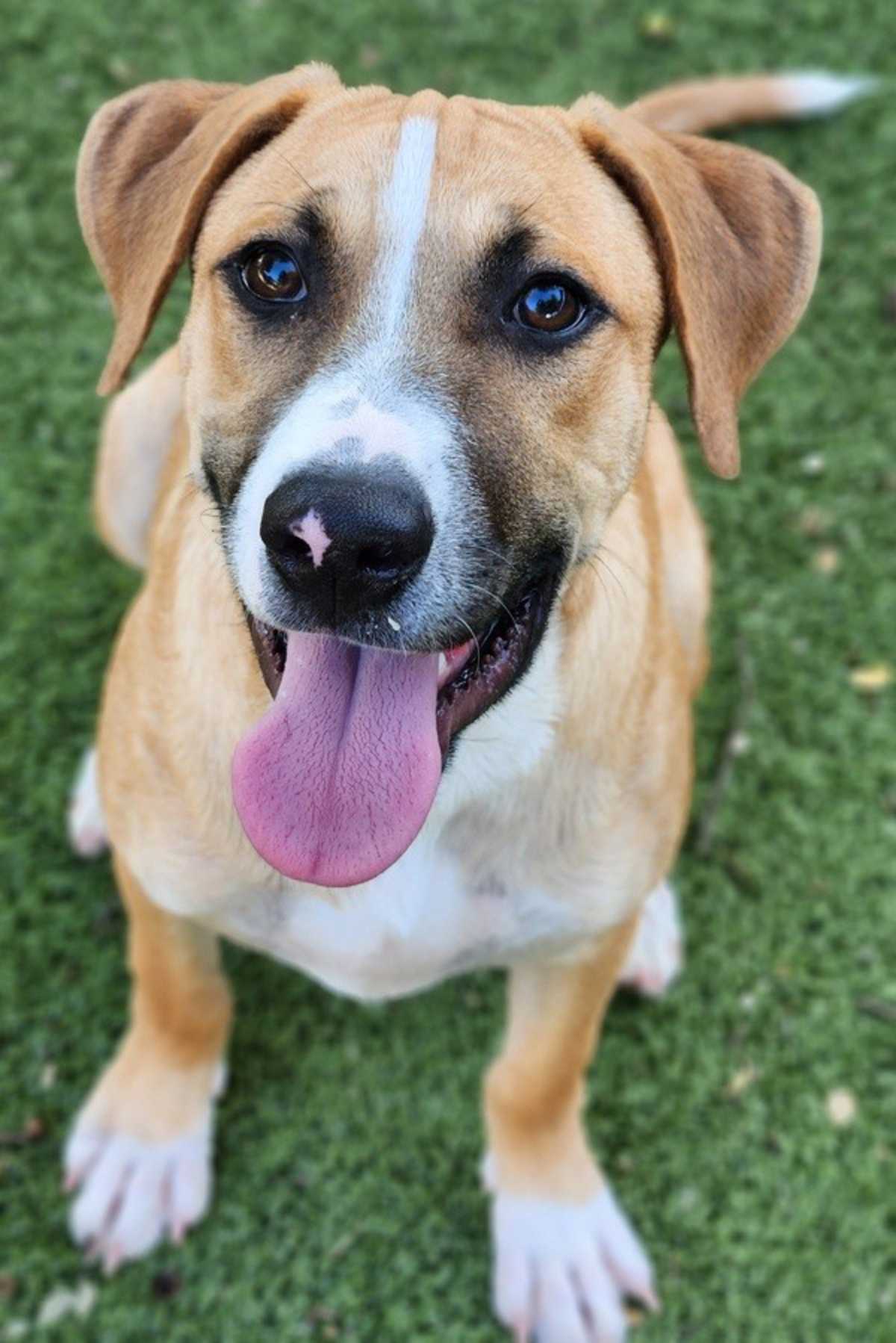 GANONDORF - Australian Cattle Dog / Labrador Retriever available for adoption