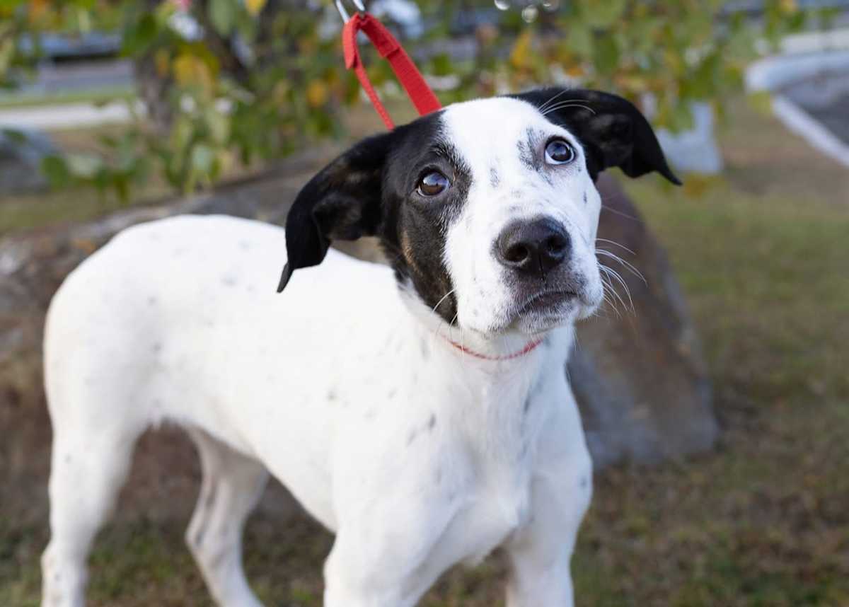 SHOW BOAT ~ MEET ME! - Beagle / American Staffordshire Terrier available for adoption