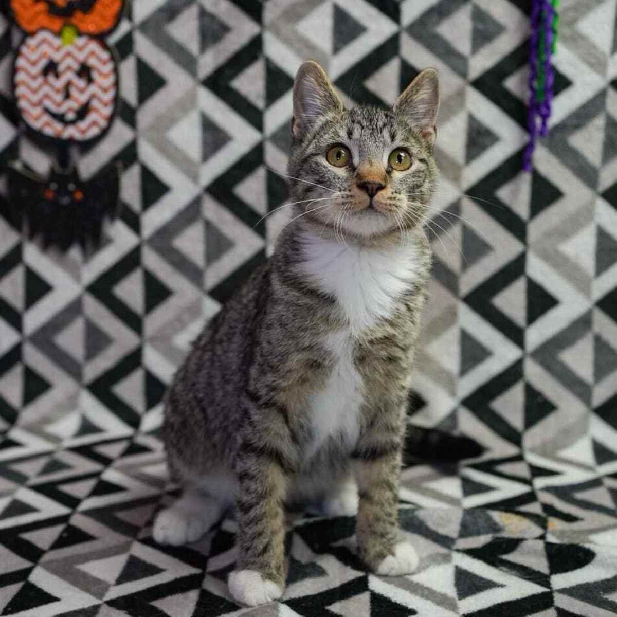 CHASE - Domestic Shorthair available for adoption