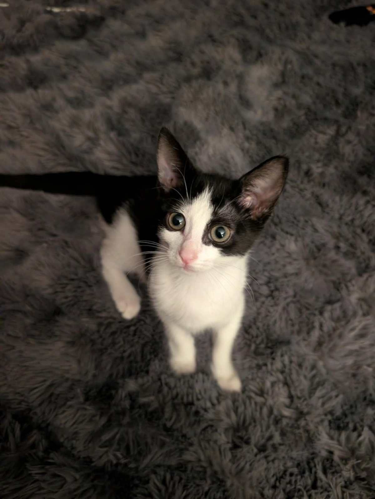 TADPOLE 2 - Domestic Shorthair available for adoption