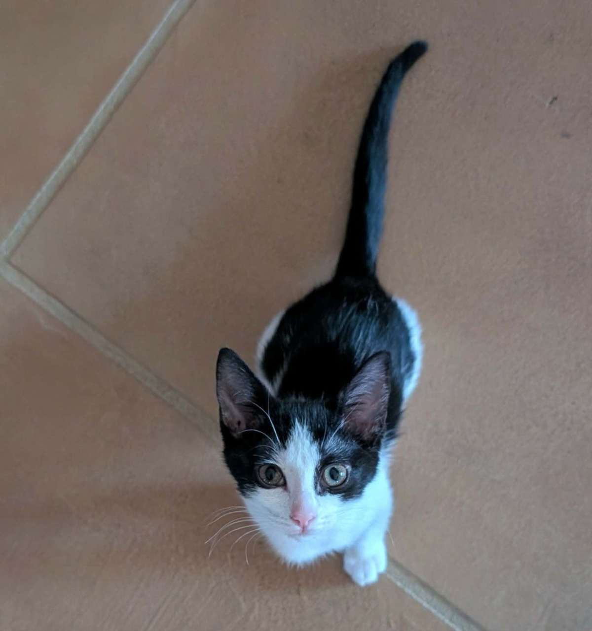 TADPOLE 2 - Domestic Shorthair available for adoption