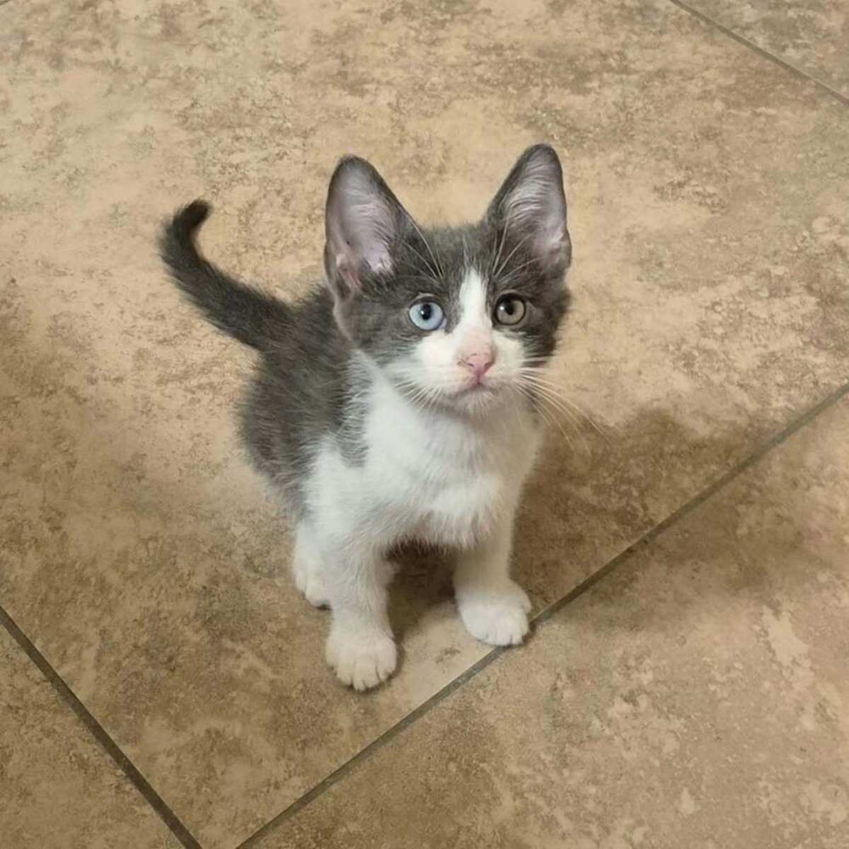 BOGGLE - Domestic Shorthair available for adoption