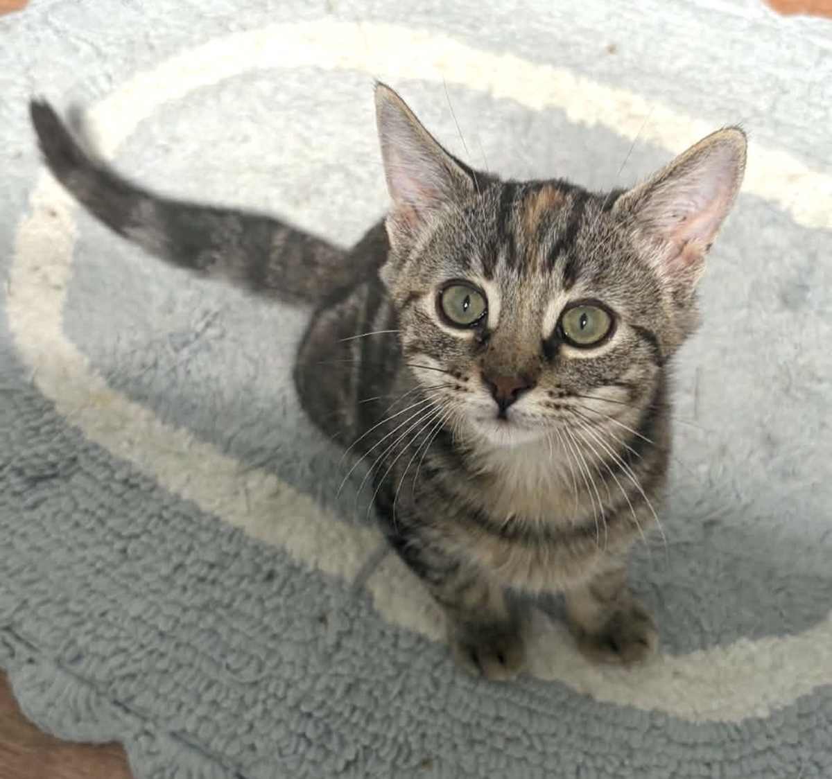 DANA - Domestic Shorthair available for adoption