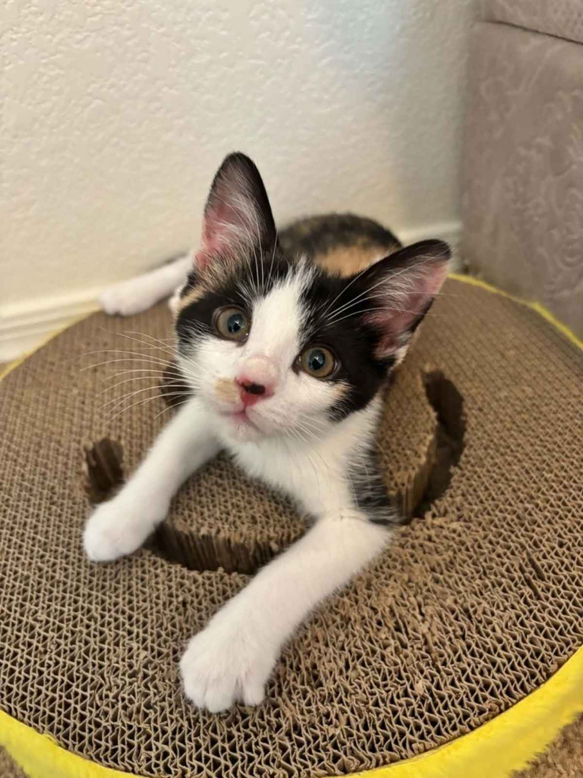 SHELLEY DUVALL - Domestic Shorthair available for adoption