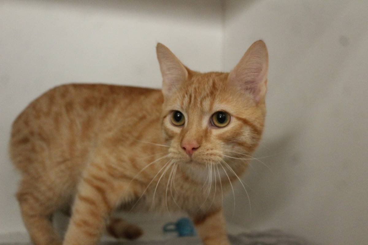 TELEMUNDO - Domestic Shorthair available for adoption