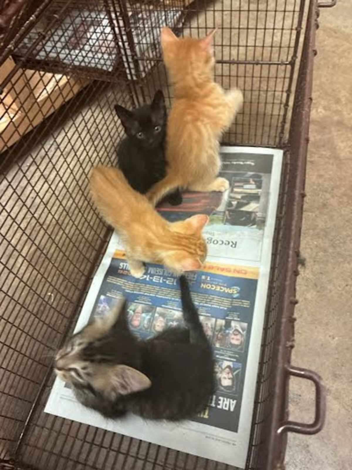 KITTEN 4 - Domestic Shorthair available for adoption