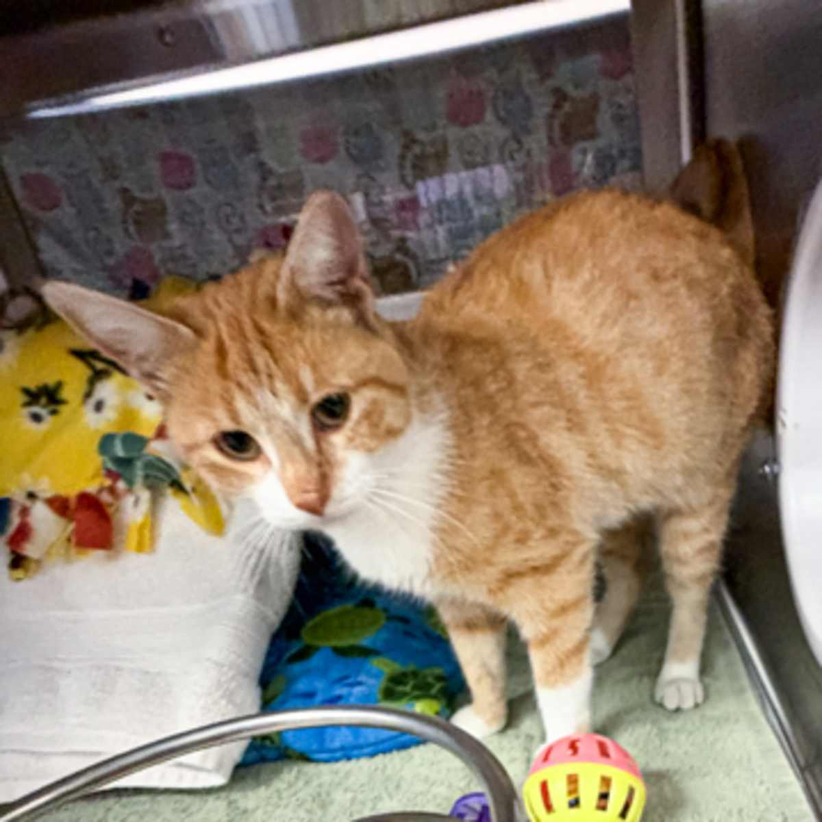 ORANGE BLOSSOM - Domestic Shorthair available for adoption