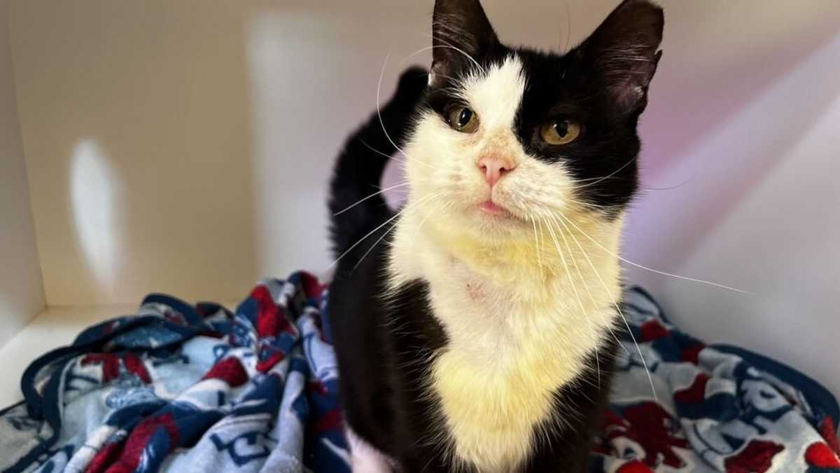 FLASH FLOOD - Domestic Shorthair available for adoption