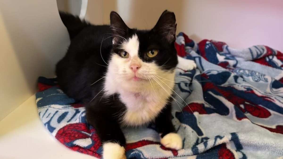 FLASH FLOOD - Domestic Shorthair available for adoption