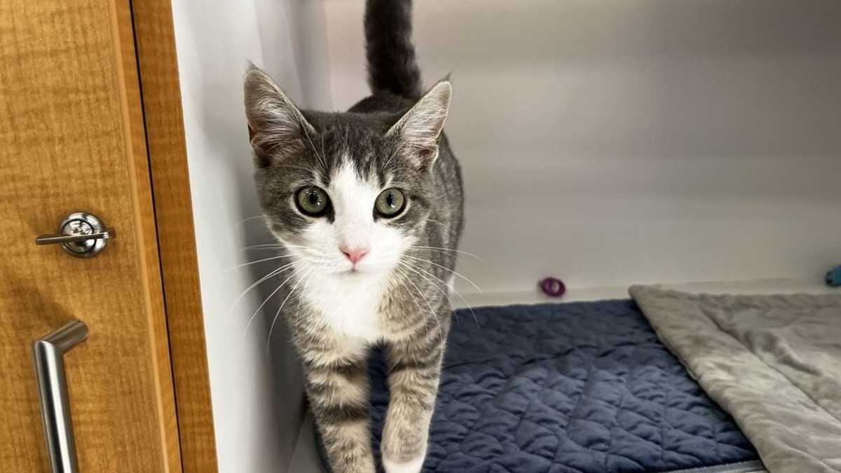 HOT LIPS - Domestic Shorthair available for adoption