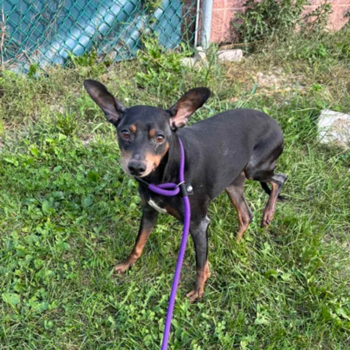 CHECHIN - Miniature Pinscher available for adoption