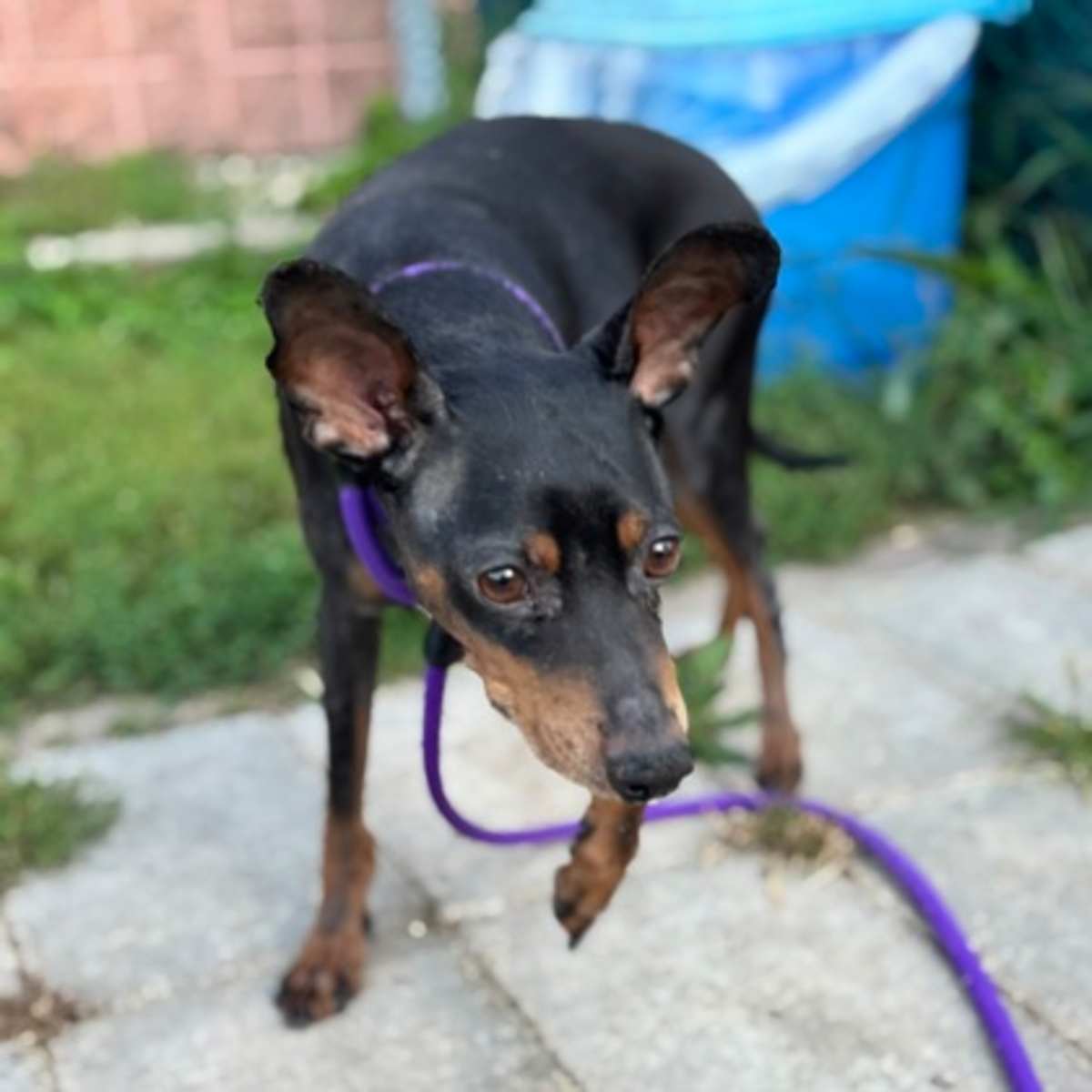 CHECHIN - Miniature Pinscher available for adoption