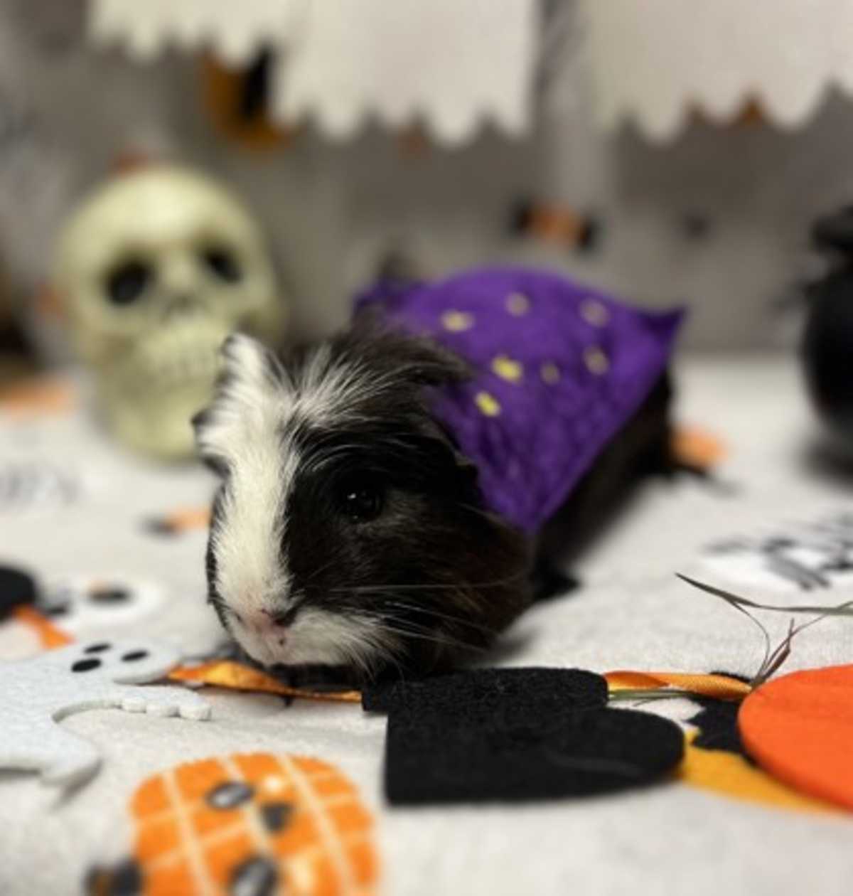 BROWNIE - Guinea Pig available for adoption