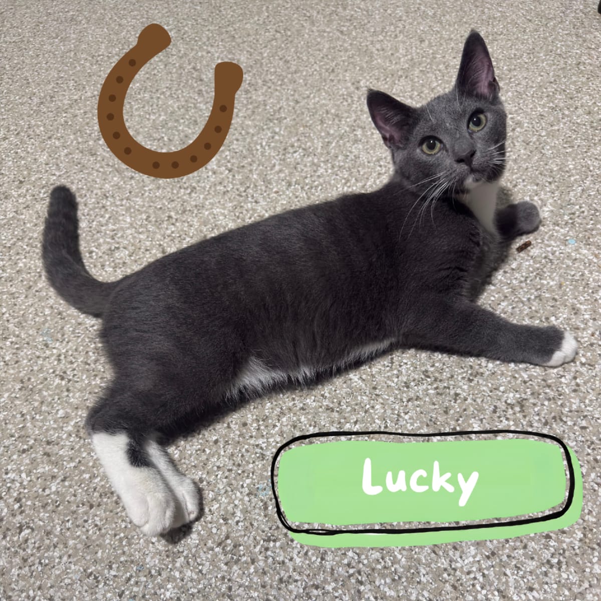 LUCKY - Domestic Shorthair available for adoption