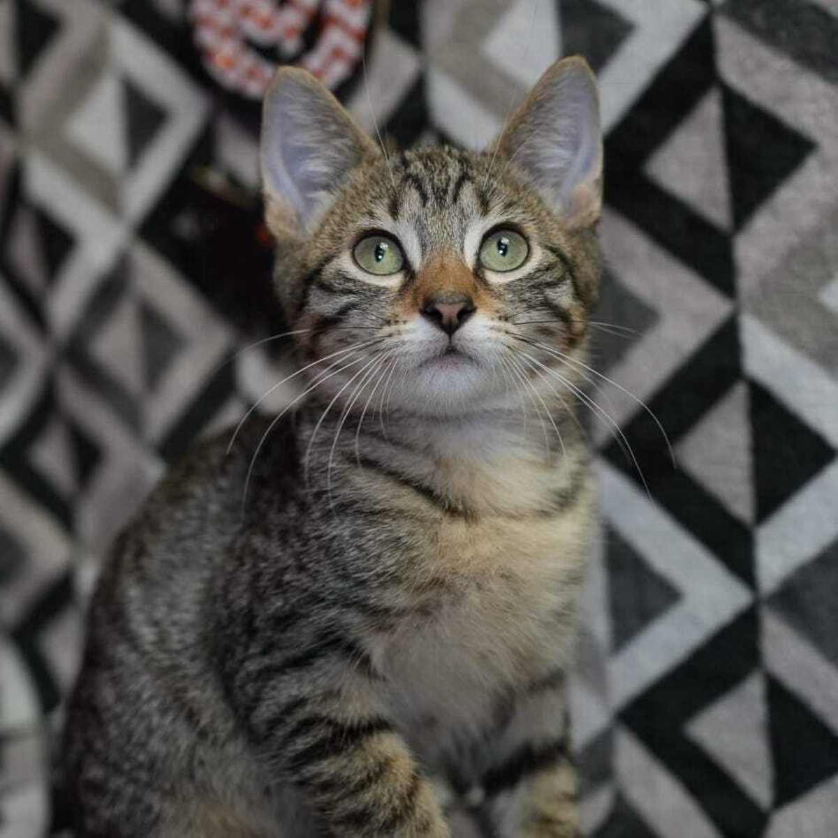MARIO (BONDED TO PRINCESS PEACH) - Domestic Shorthair available for adoption