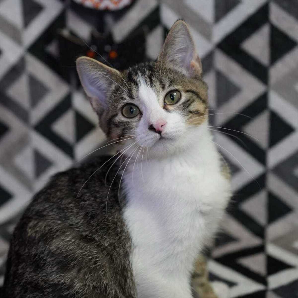 PRINCESS PEACH (BONDED TO MARIO) - Domestic Shorthair available for adoption