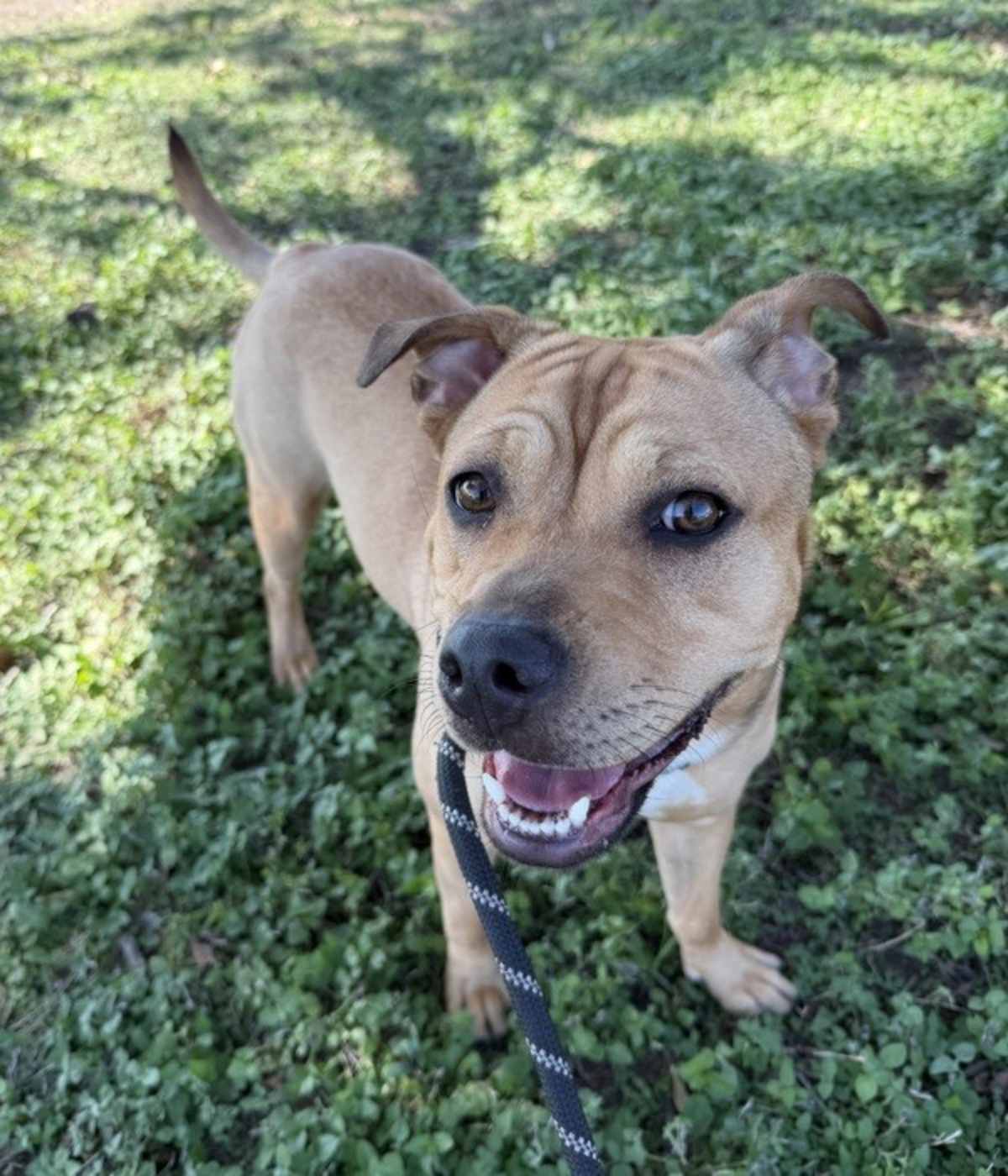 ACADIA - American Pit Bull Terrier available for adoption