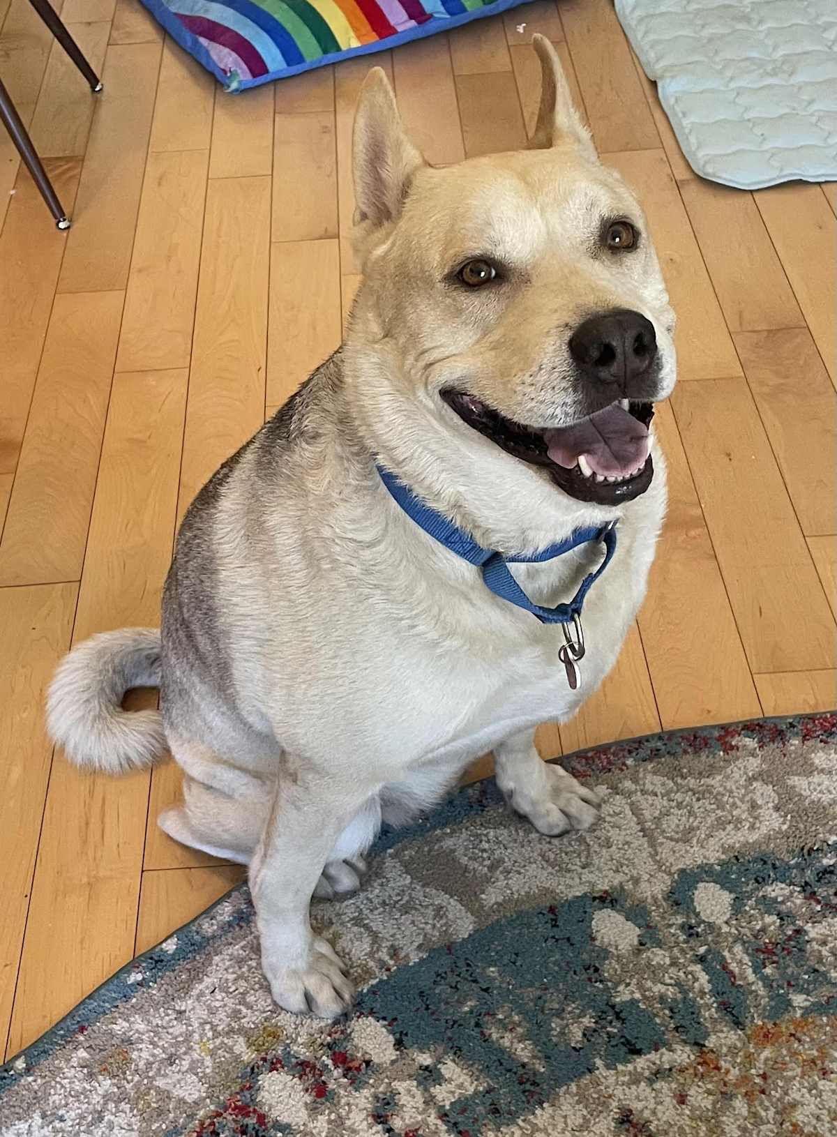 ACE - Siberian Husky / German Shepherd Dog available for adoption