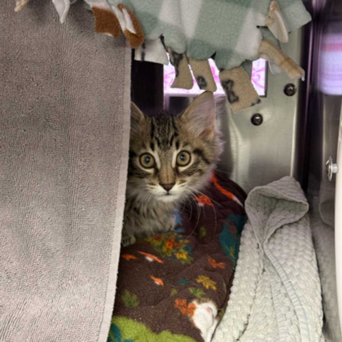 BRONCO SPORT - Domestic Mediumhair available for adoption