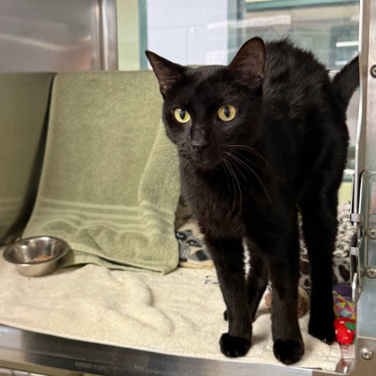 CALYPSO - Domestic Shorthair available for adoption