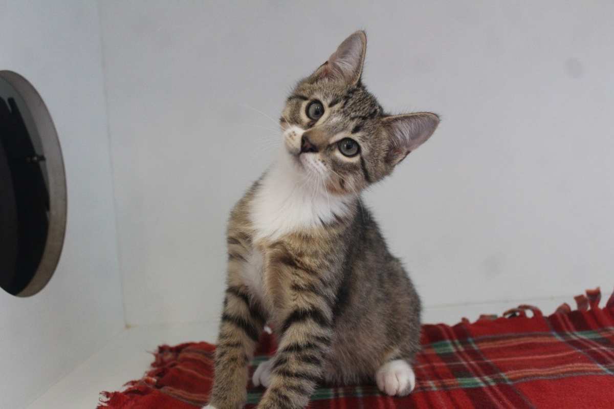 JUPITER - Domestic Shorthair available for adoption
