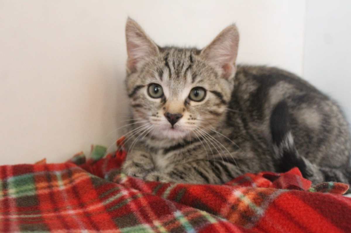 HAZARD - Domestic Shorthair available for adoption