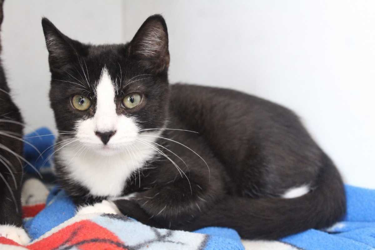 UPSIDE DOWN PINEAPPLE - Domestic Shorthair available for adoption