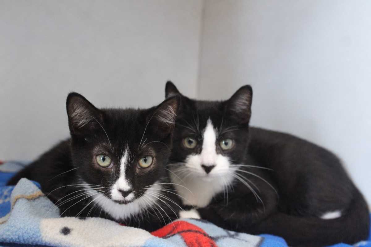 UPSIDE DOWN PINEAPPLE - Domestic Shorthair available for adoption