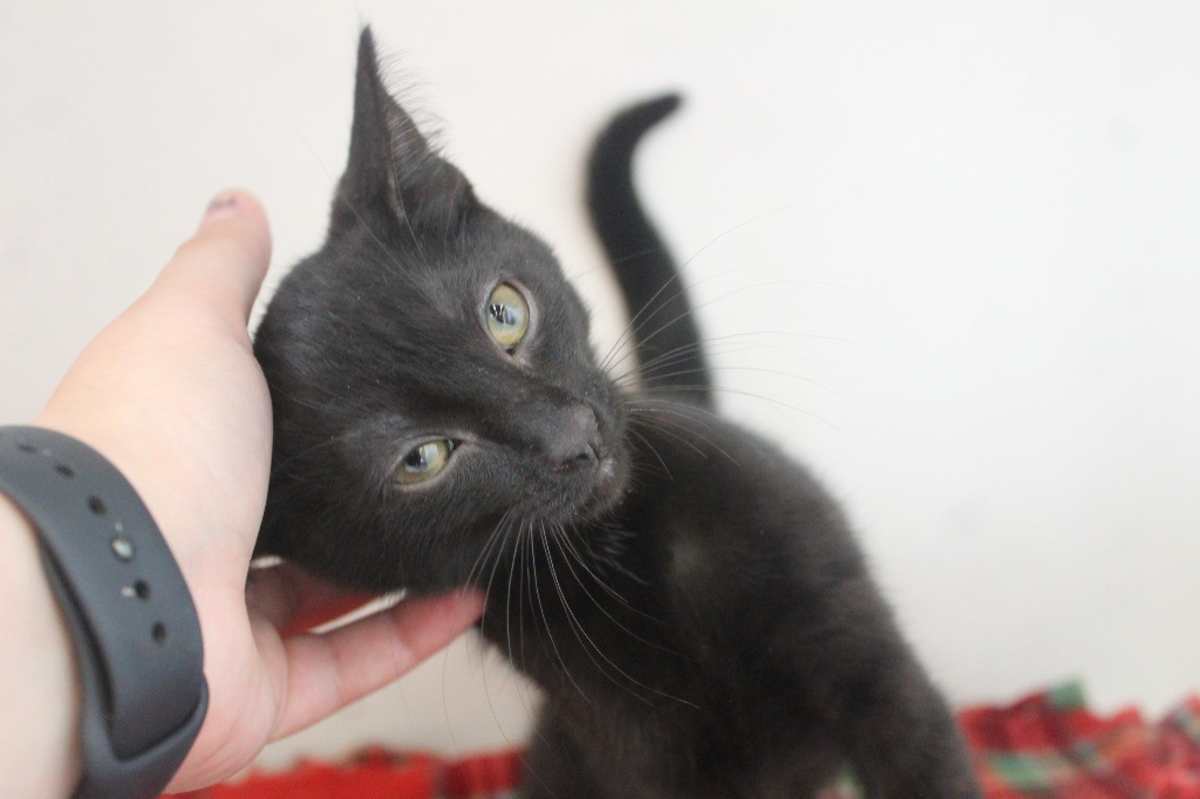 EUREEKA - Domestic Shorthair available for adoption