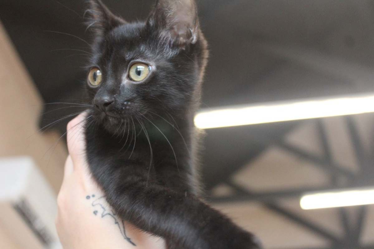 EUREEKA - Domestic Shorthair available for adoption