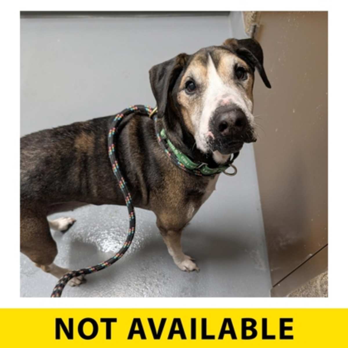 FORD RANGER - Mixed Breed (Medium) available for adoption