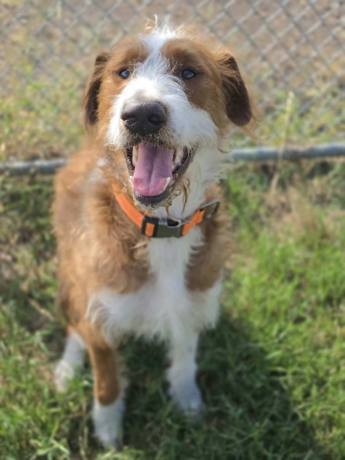 MAVERICK~ADOPTED! - Goldendoodle / Labrador Retriever available for adoption