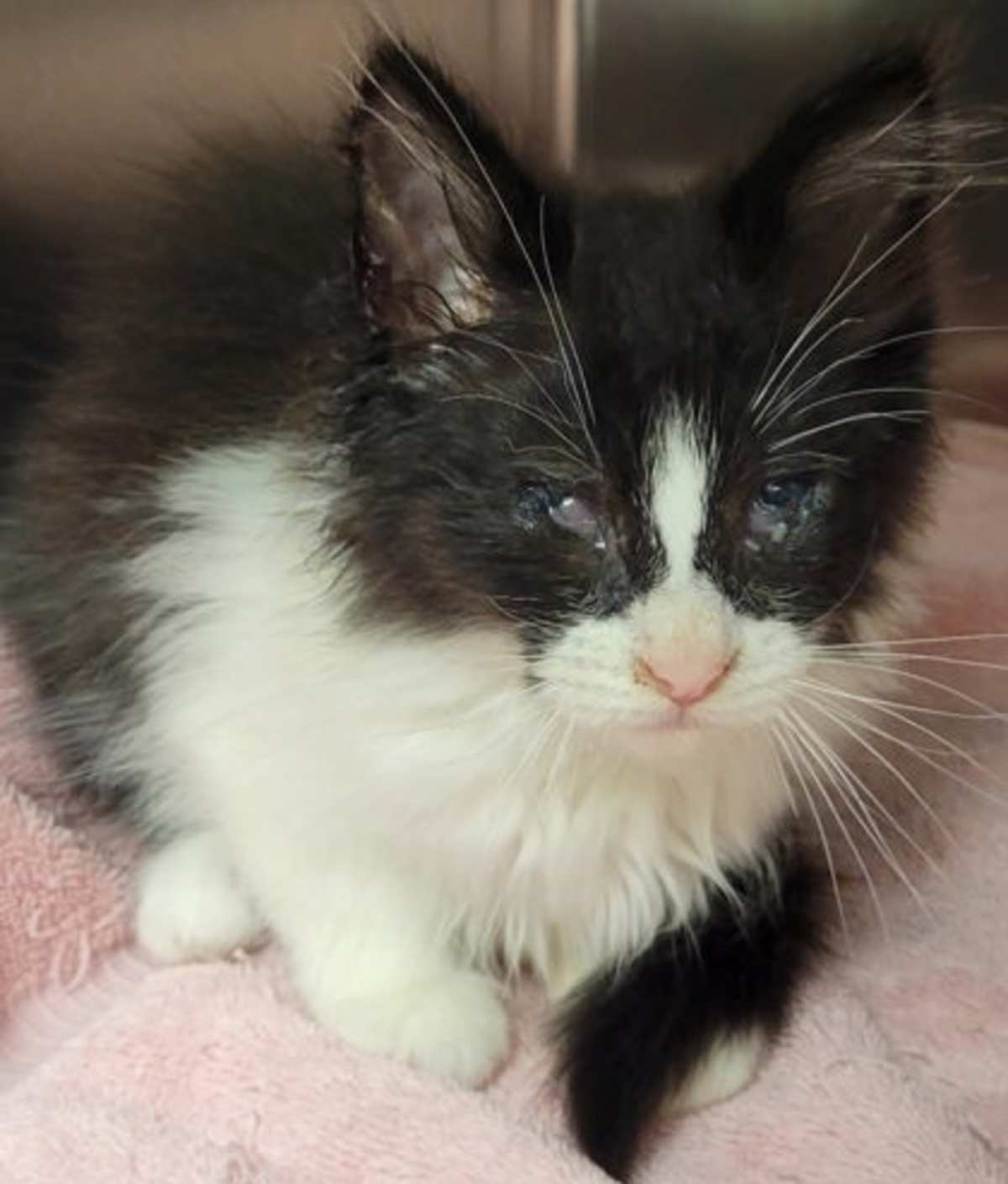 CK KIT 1 - Domestic Shorthair available for adoption