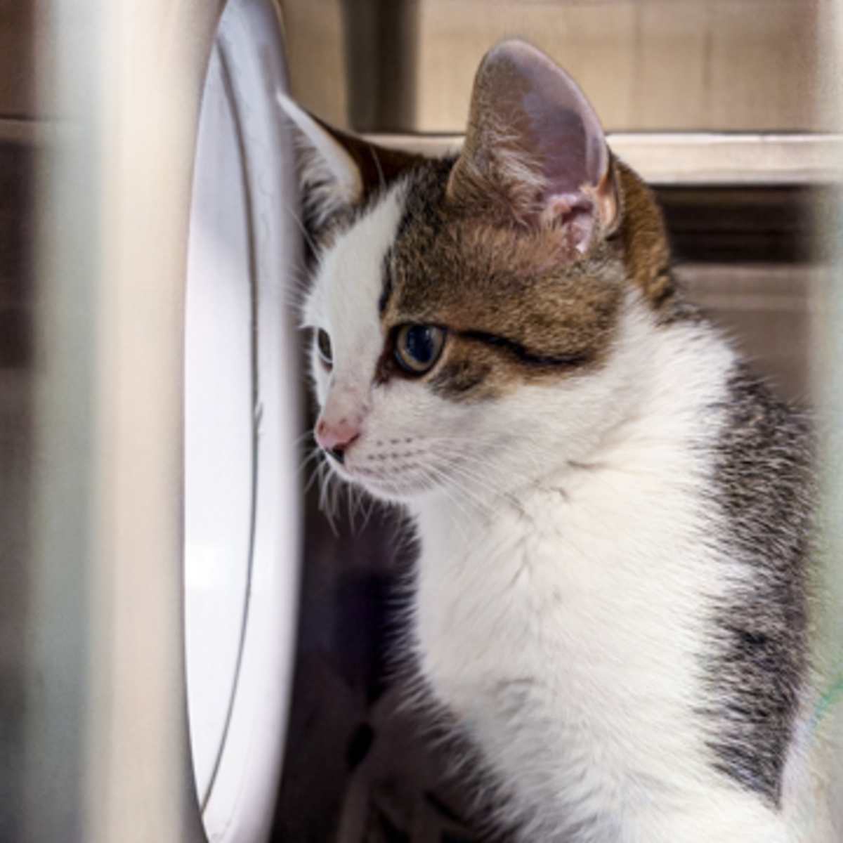 ALGERNON - Domestic Shorthair available for adoption