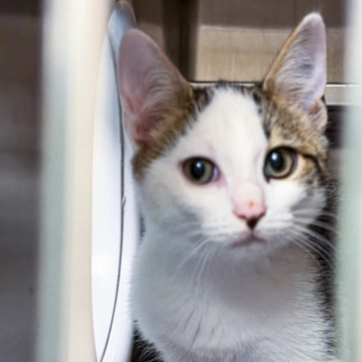 ALGERNON - Domestic Shorthair available for adoption