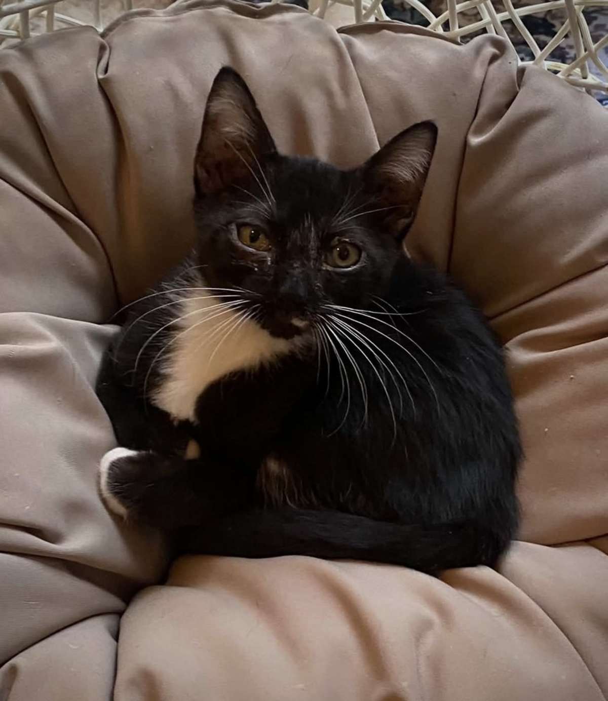 MOJO 2 - Domestic Shorthair available for adoption