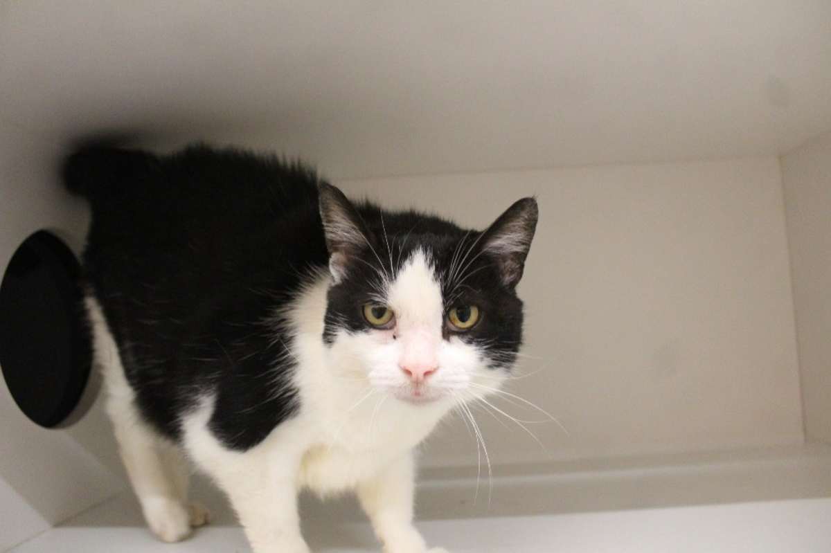 GRIMM - Domestic Shorthair available for adoption
