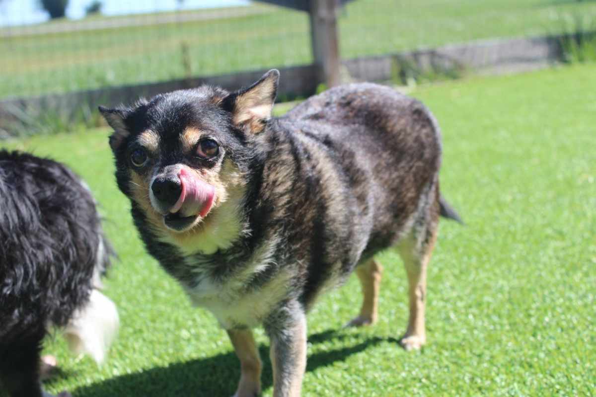 FUNERAL POTATOES - Chihuahua available for adoption