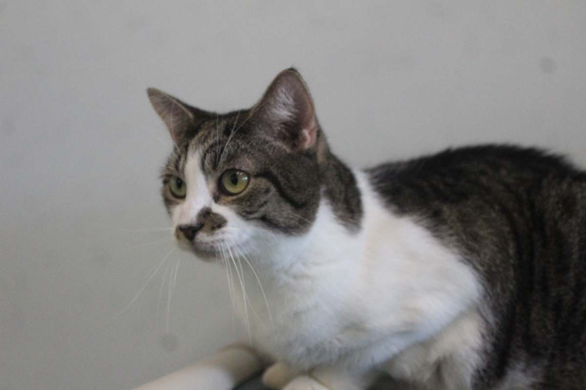 SLEET - Domestic Shorthair available for adoption
