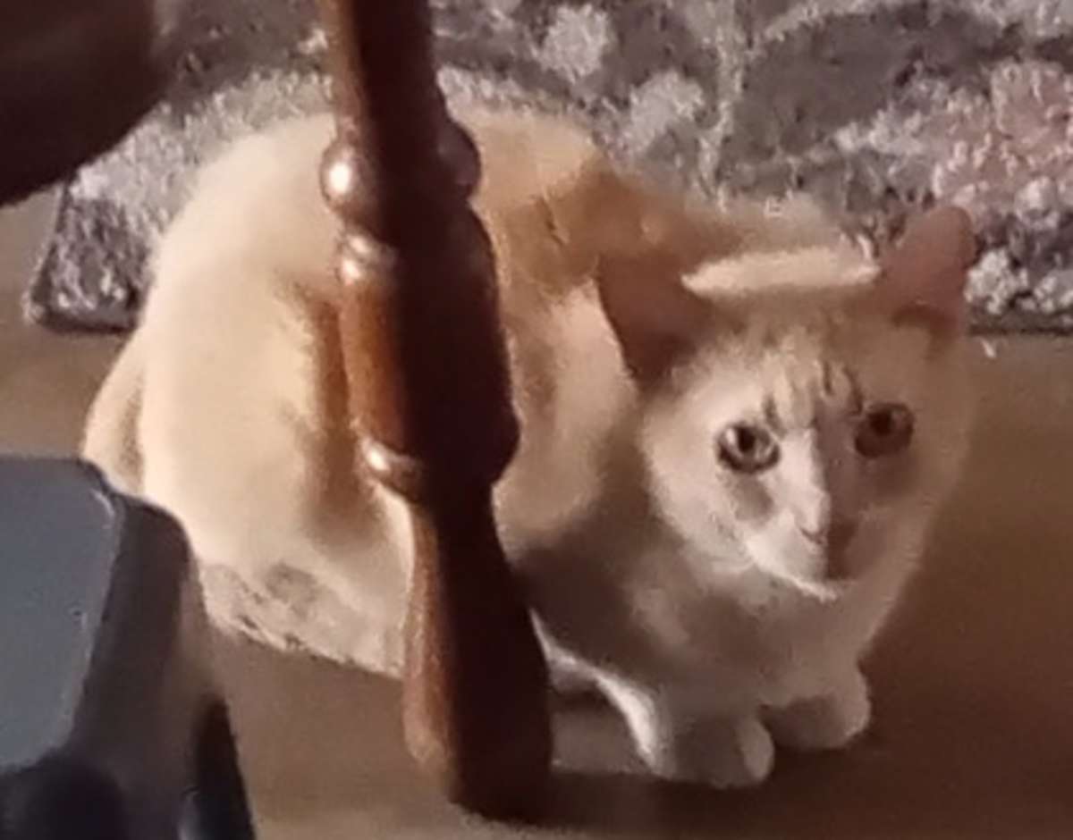 CJ - Domestic Shorthair available for adoption