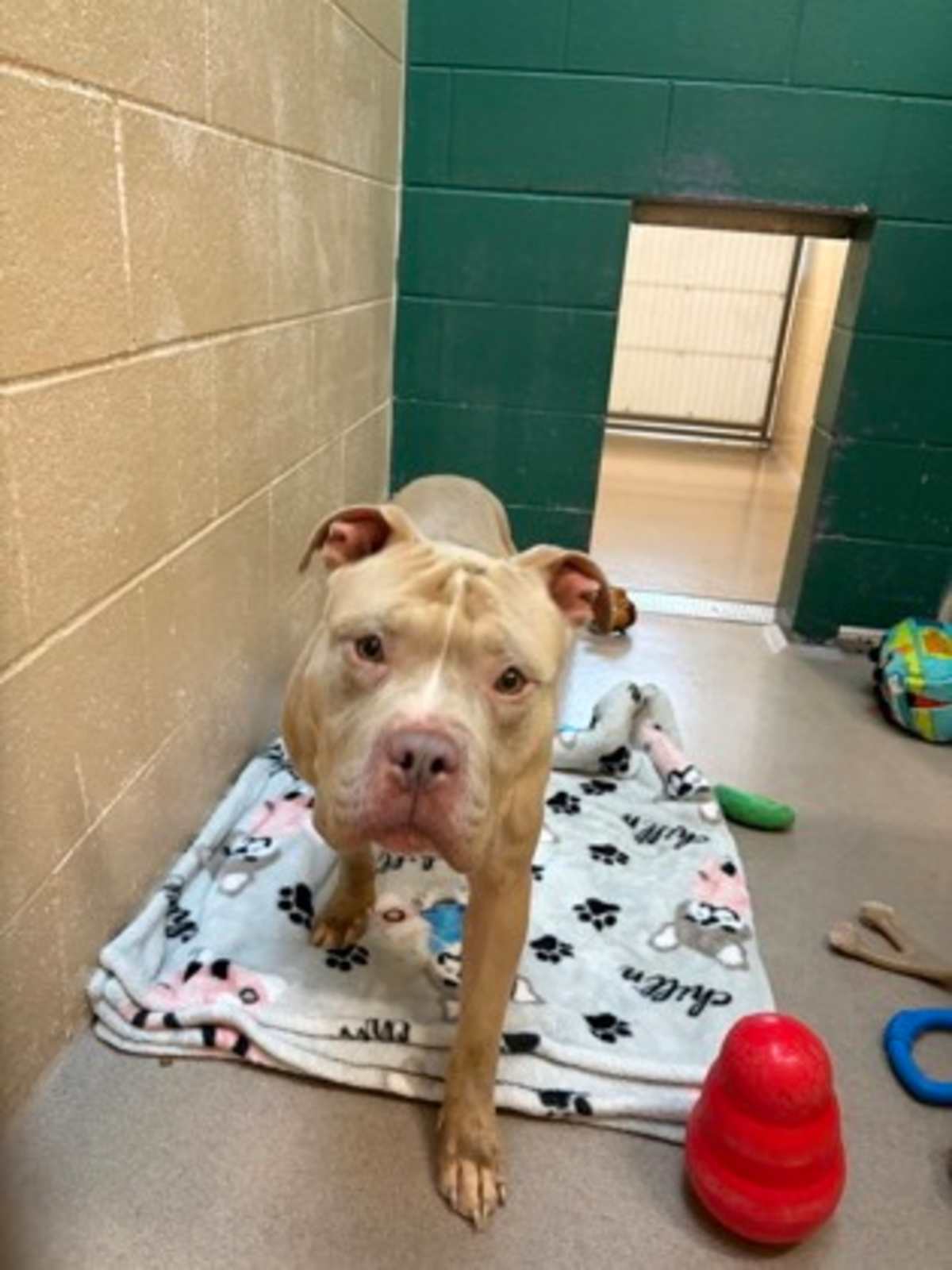FELLER - American Pit Bull Terrier available for adoption