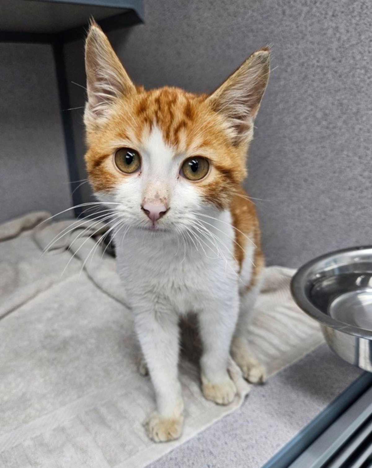 BUTTERSCOTCH - Domestic Shorthair available for adoption