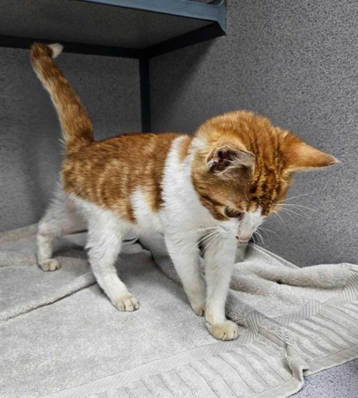 BUTTERSCOTCH - Domestic Shorthair available for adoption