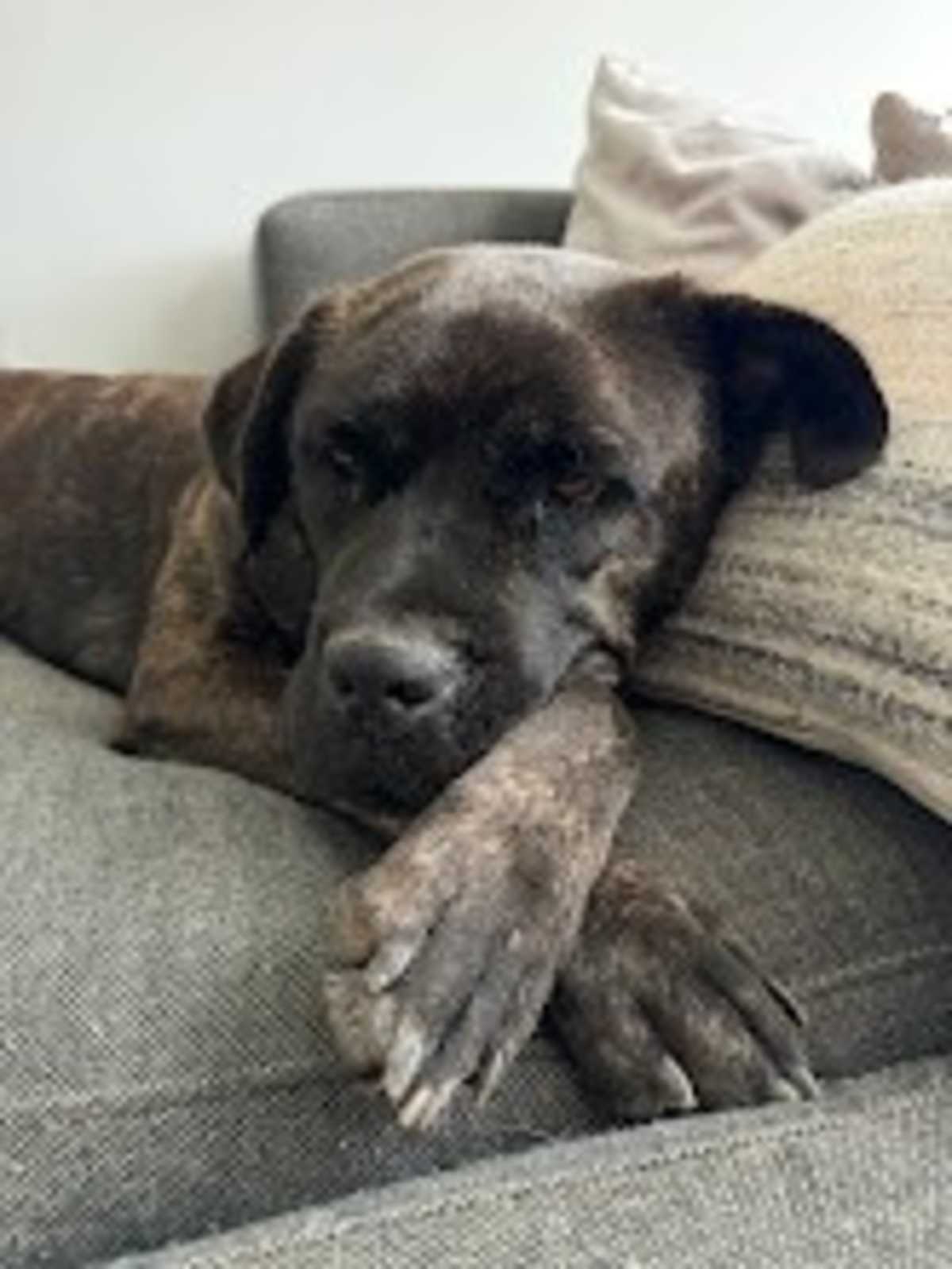 MAXINE - Mastiff / Labrador Retriever available for adoption