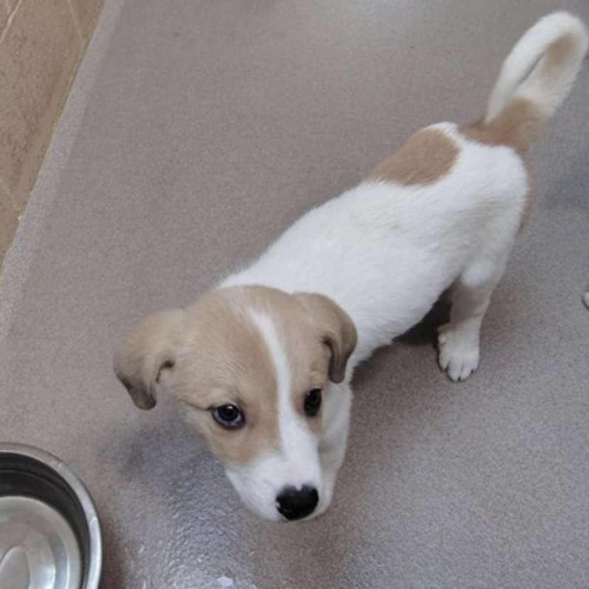 EMERYN - Great Pyrenees available for adoption
