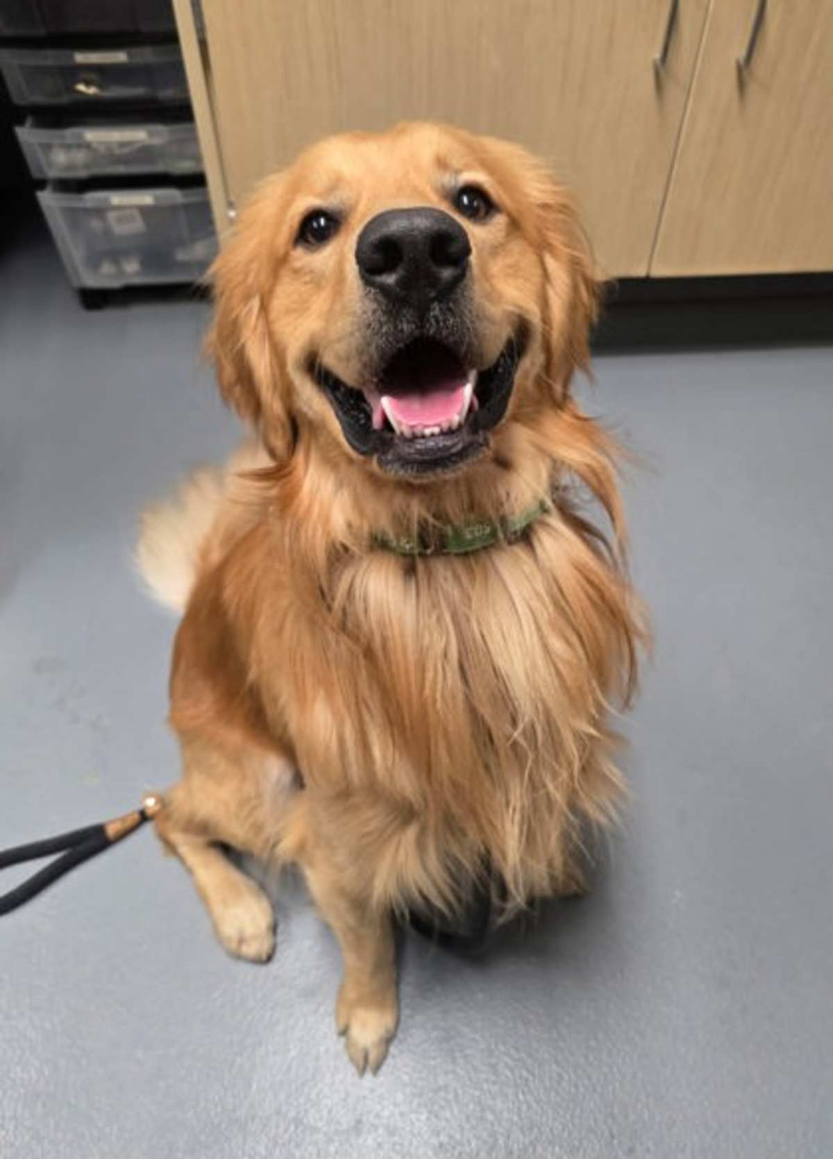 CALLISTO - Golden Retriever available for adoption